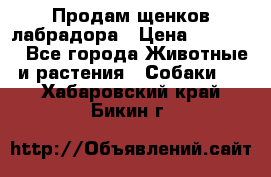 Продам щенков лабрадора › Цена ­ 20 000 - Все города Животные и растения » Собаки   . Хабаровский край,Бикин г.